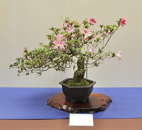 2025皋月杜鵑展_096.JPG