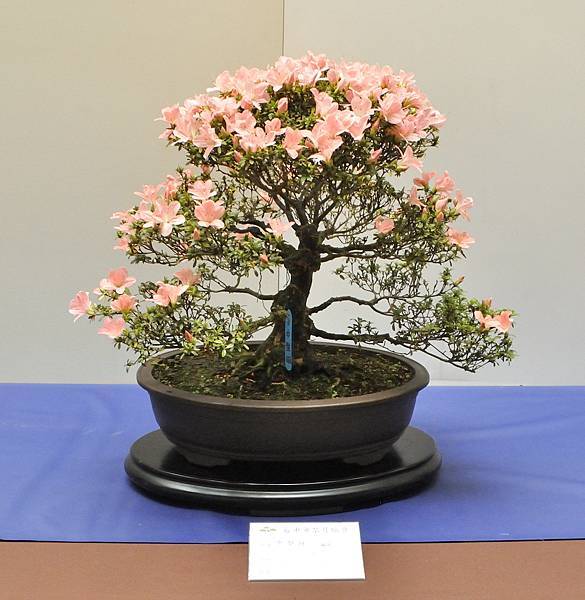 2025皋月杜鵑展_098.JPG