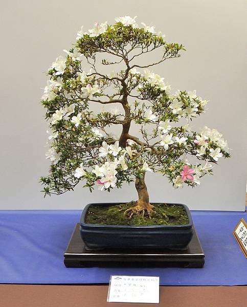 2025皋月杜鵑展_102.JPG