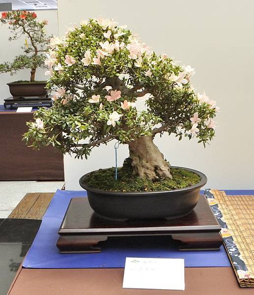 2025皋月杜鵑展_104.JPG