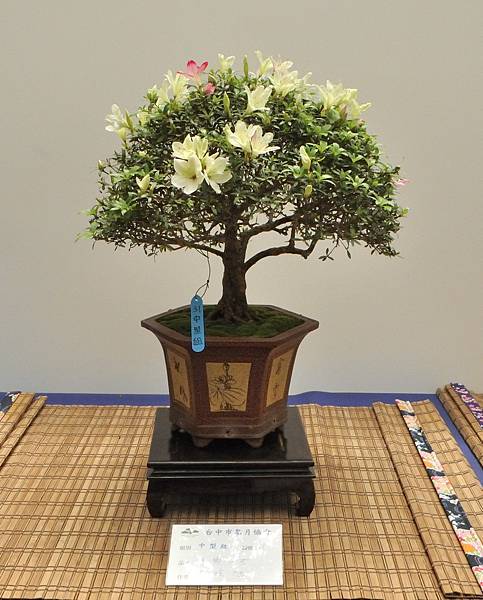 2025皋月杜鵑展_106.JPG