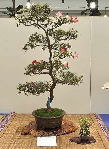 2025皋月杜鵑展_108.JPG