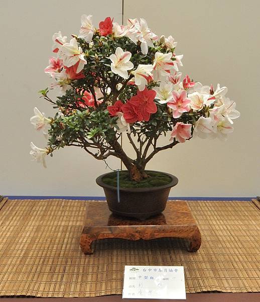 2025皋月杜鵑展_112.JPG