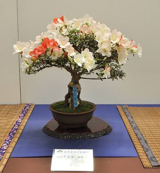 2025皋月杜鵑展_110.JPG