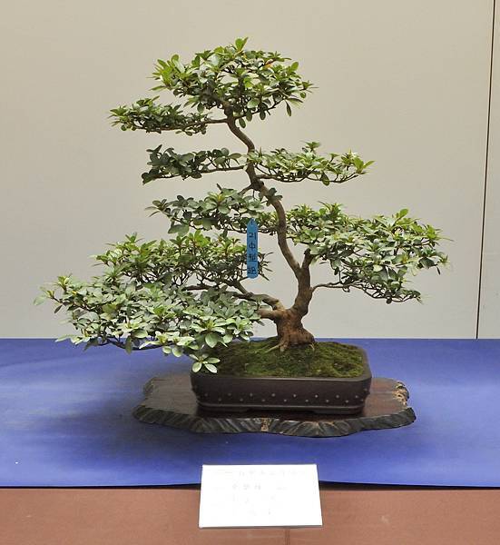 2025皋月杜鵑展_114.JPG