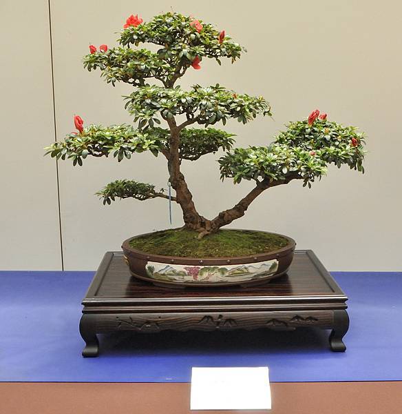 2025皋月杜鵑展_116.JPG