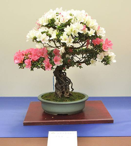 2025皋月杜鵑展_118.JPG
