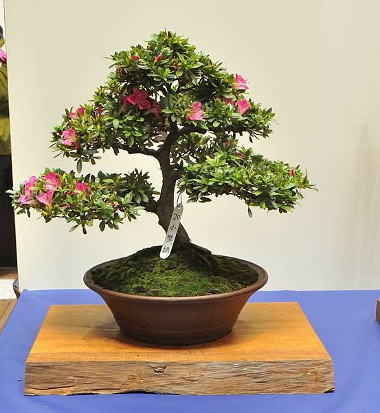 2025皋月杜鵑展_122.JPG