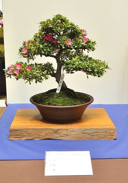 2025皋月杜鵑展_123.JPG