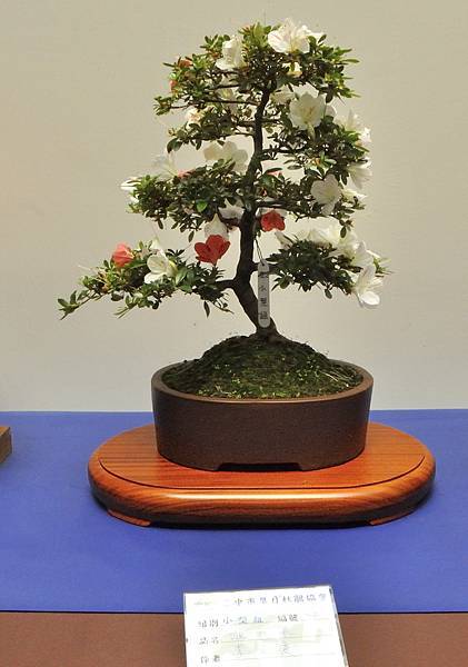 2025皋月杜鵑展_126.JPG