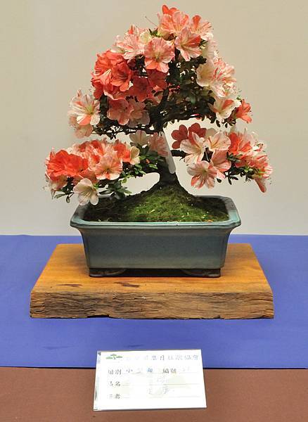 2025皋月杜鵑展_124.JPG