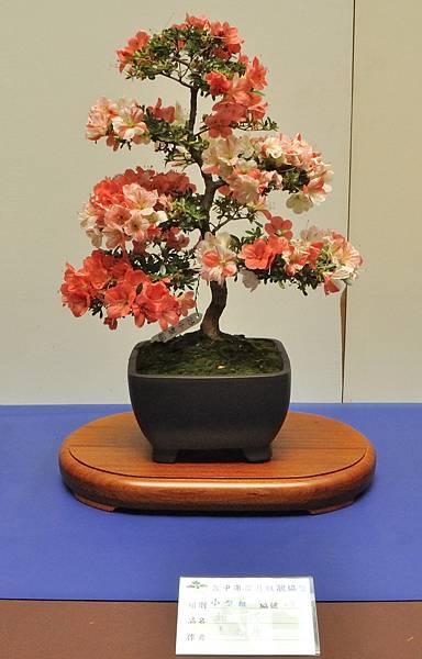 2025皋月杜鵑展_128.JPG