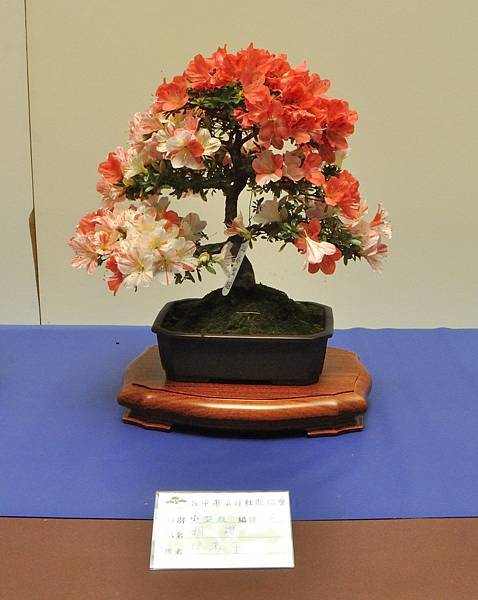 2025皋月杜鵑展_130.JPG
