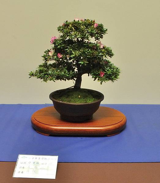 2025皋月杜鵑展_132.JPG