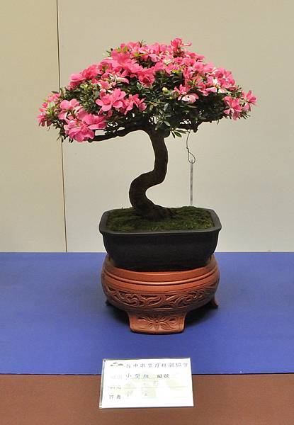 2025皋月杜鵑展_134.JPG