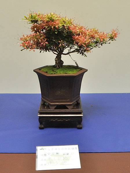 2025皋月杜鵑展_138.JPG