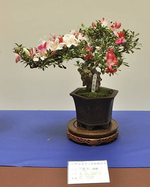 2025皋月杜鵑展_136.JPG