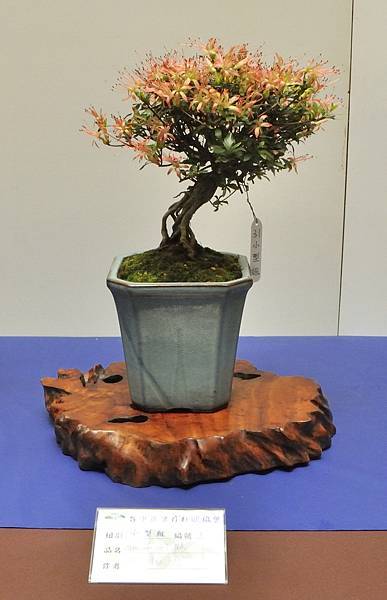 2025皋月杜鵑展_140.JPG