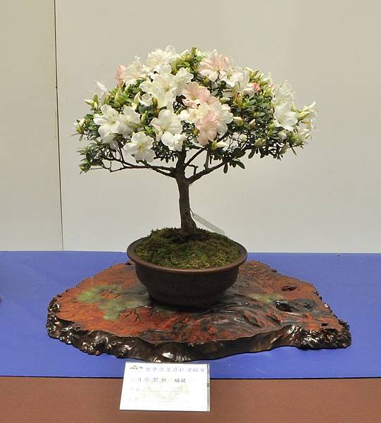 2025皋月杜鵑展_142.JPG