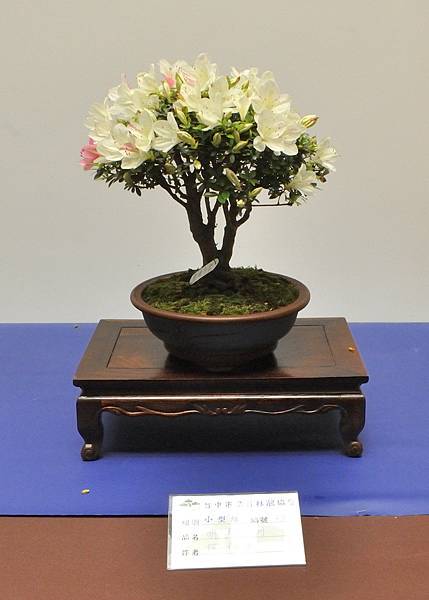 2025皋月杜鵑展_144.JPG