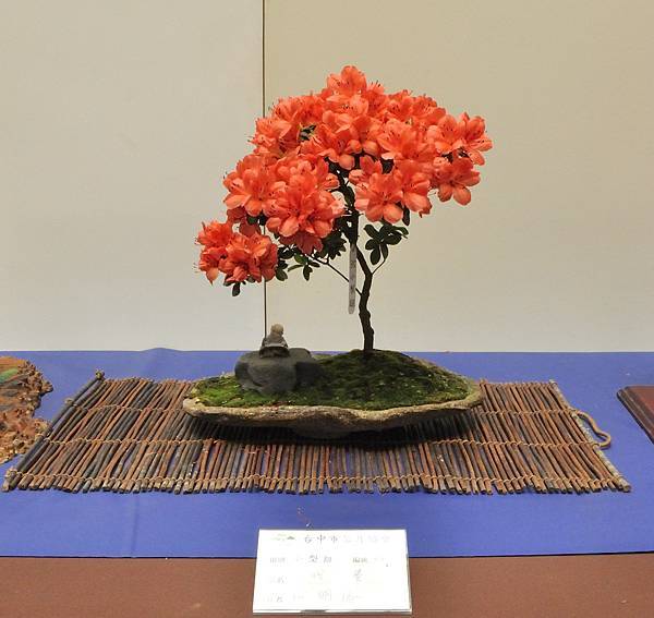 2025皋月杜鵑展_146.JPG