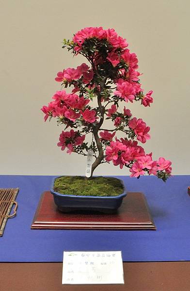 2025皋月杜鵑展_148.JPG