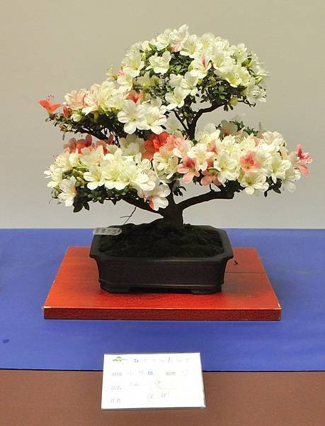2025皋月杜鵑展_150.JPG