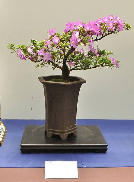 2025皋月杜鵑展_154.JPG