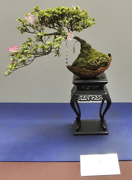 2025皋月杜鵑展_156.JPG