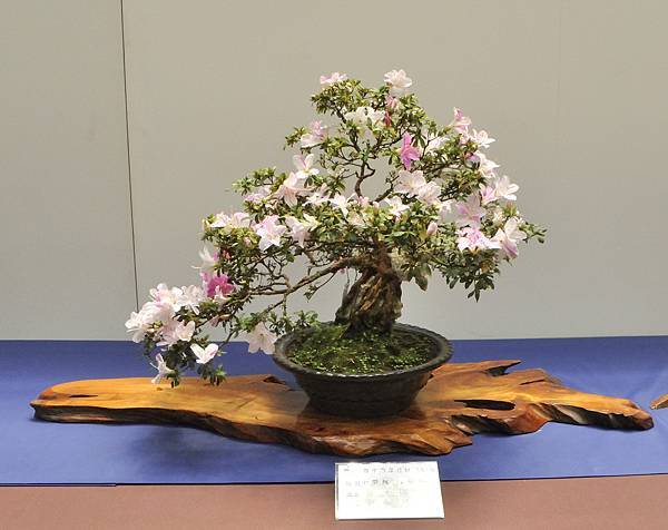 2025皋月杜鵑展_160.JPG