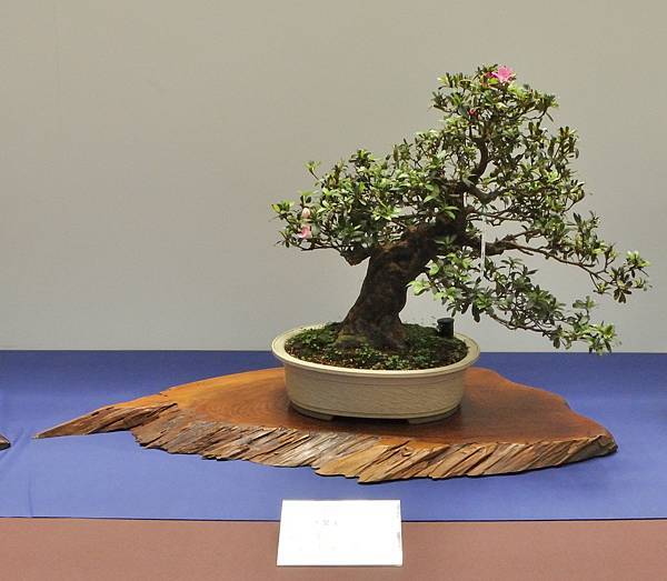 2025皋月杜鵑展_162.JPG