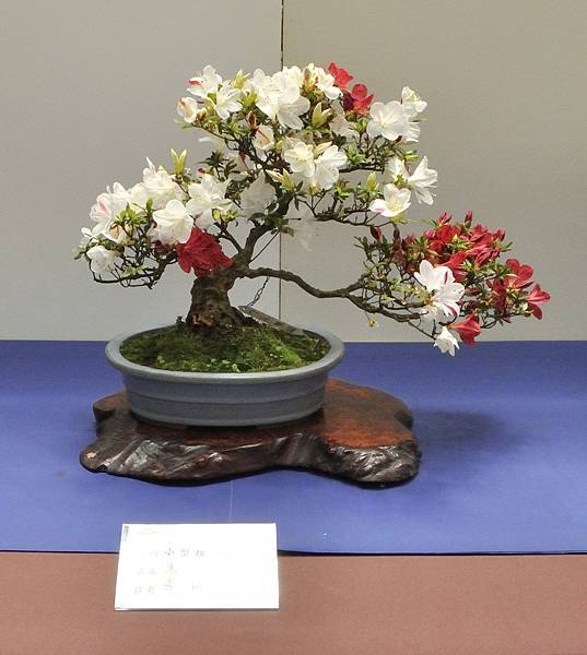 2025皋月杜鵑展_164.JPG