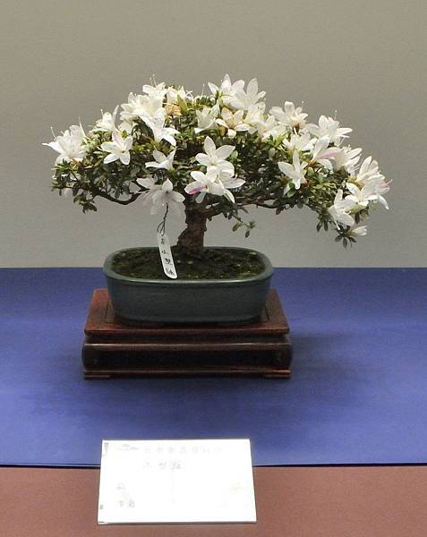 2025皋月杜鵑展_166.JPG