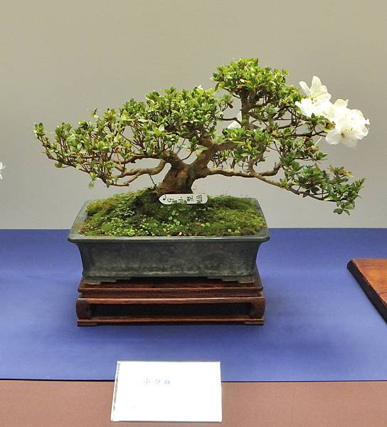 2025皋月杜鵑展_168.JPG