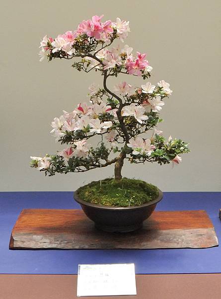 2025皋月杜鵑展_170.JPG