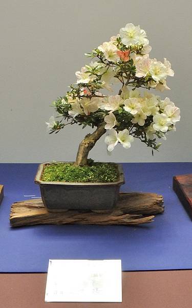 2025皋月杜鵑展_174.JPG