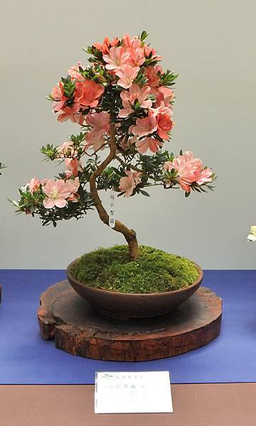 2025皋月杜鵑展_178.JPG