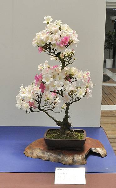 2025皋月杜鵑展_184.JPG