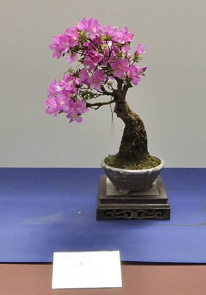 2025皋月杜鵑展_182.JPG