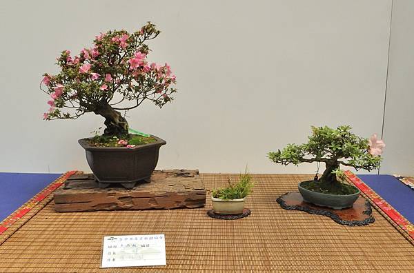 2025皋月杜鵑展_186.JPG