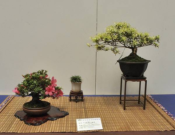 2025皋月杜鵑展_188.JPG