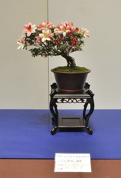 2025皋月杜鵑展_192.JPG