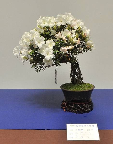 2025皋月杜鵑展_190.JPG