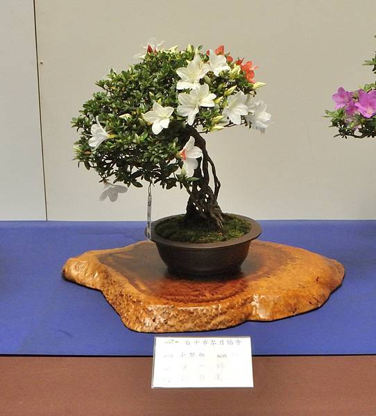 2025皋月杜鵑展_198.JPG