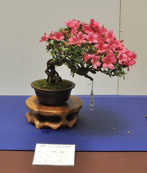 2025皋月杜鵑展_200.JPG