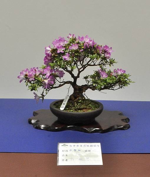 2025皋月杜鵑展_202.JPG