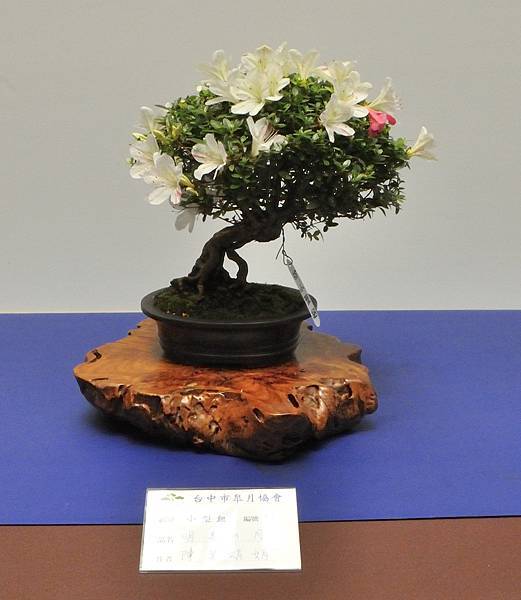 2025皋月杜鵑展_204.JPG