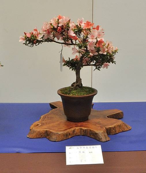 2025皋月杜鵑展_206.JPG