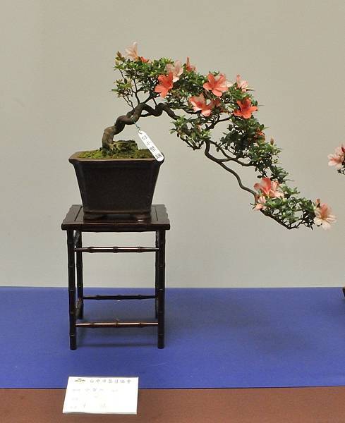2025皋月杜鵑展_208.JPG