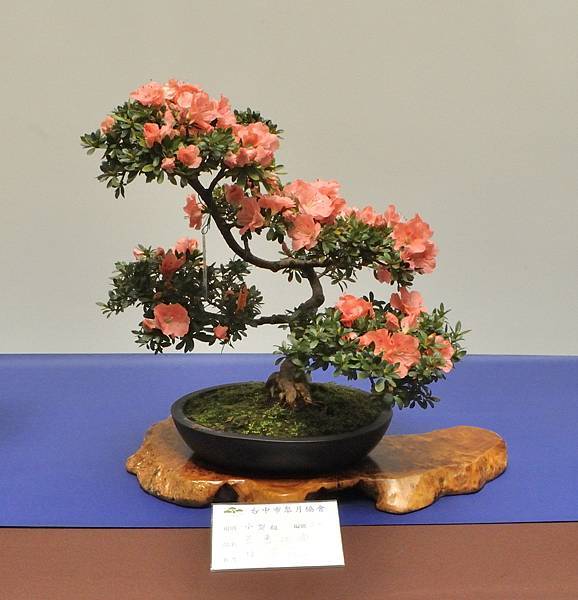 2025皋月杜鵑展_210.JPG